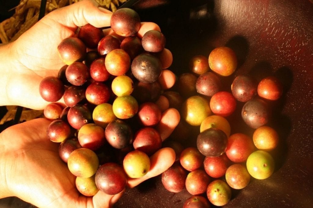 Camu Camu The Peruvian Superfood