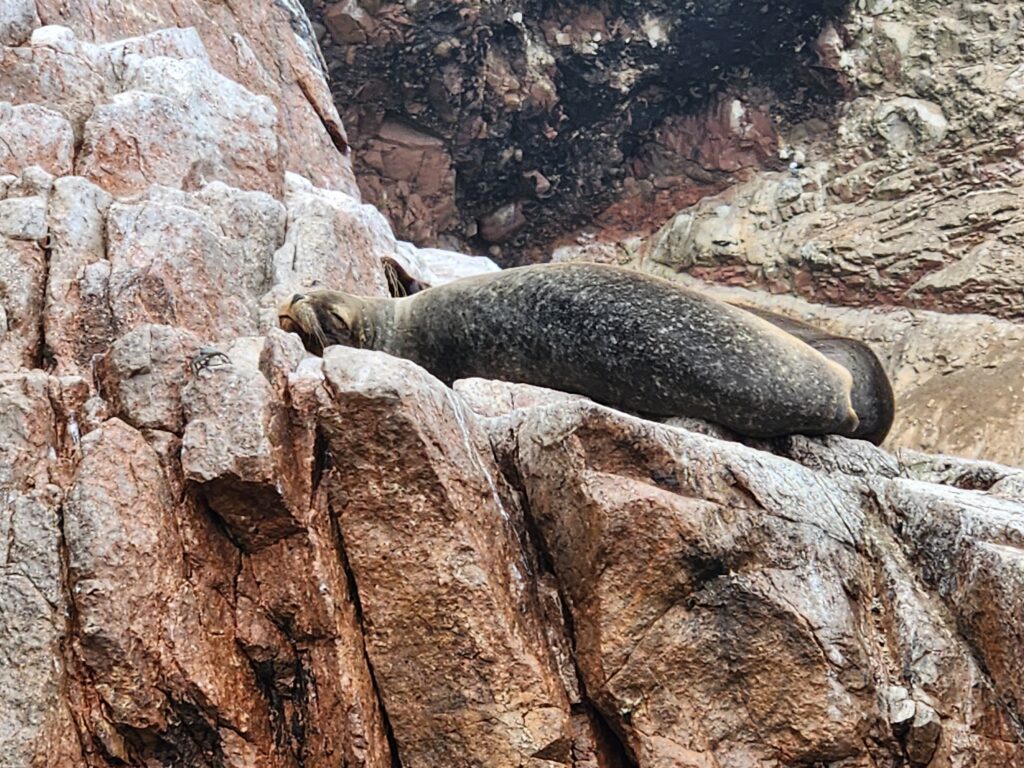 Sea lion at Ballestas Islands