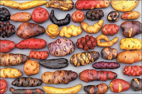 Peruvian Potatoes
