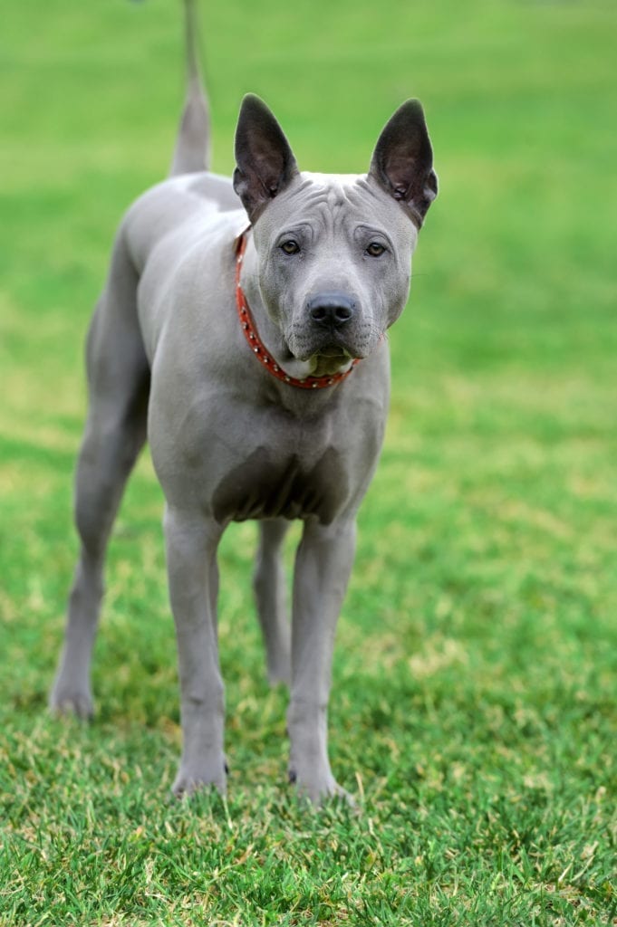 Peruvian Hairless Dog
