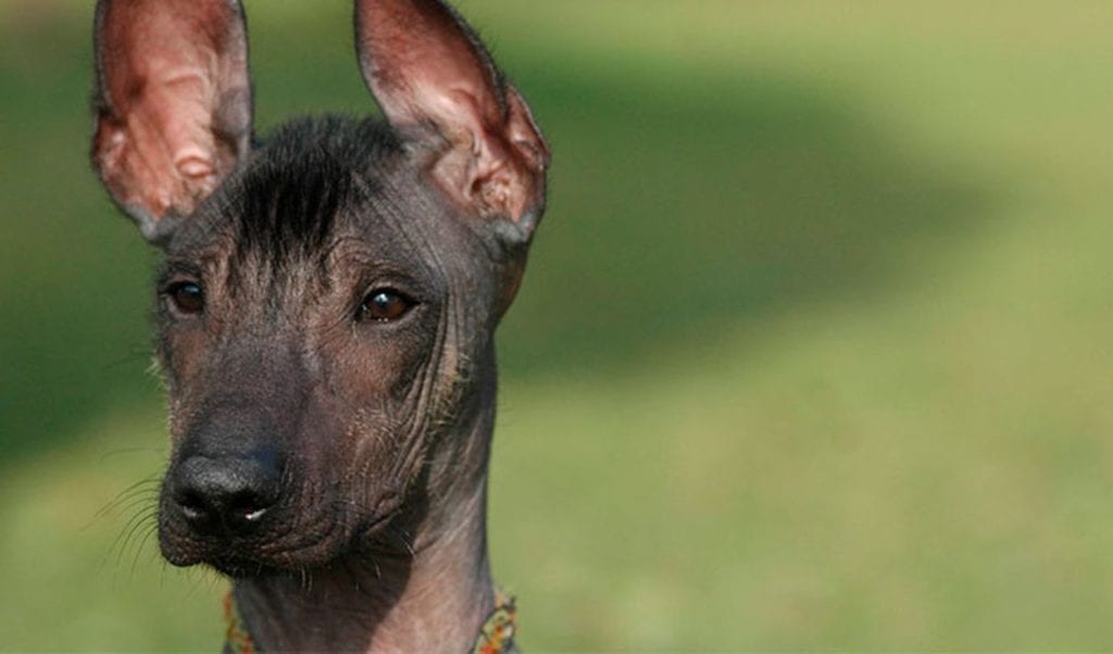 The Peruvian Inca Dog