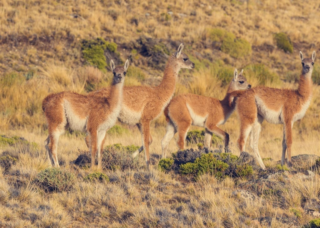 Wild Guanacos in Peru