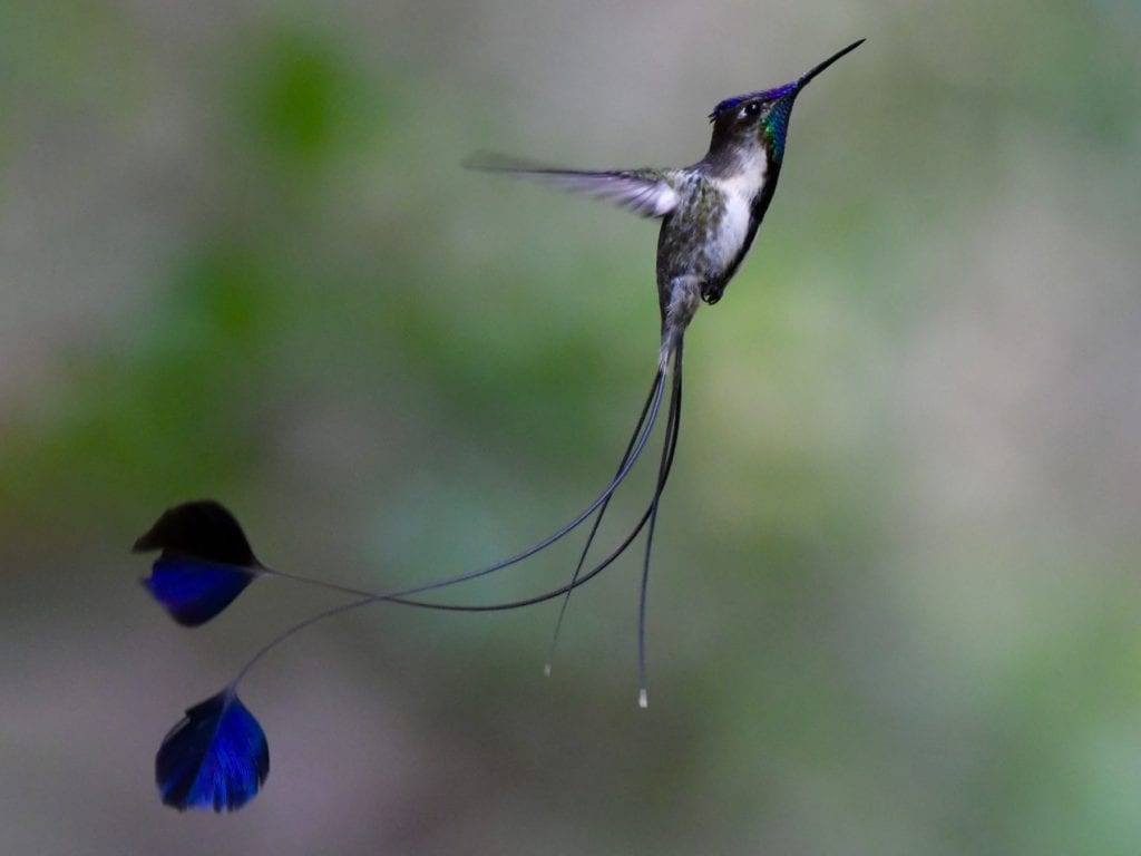 Marvelous Spatuletail