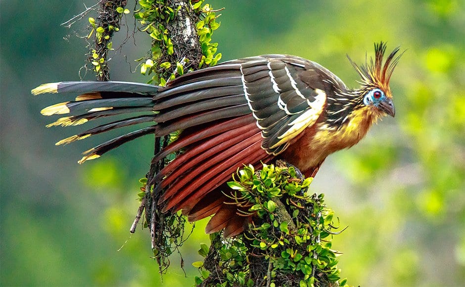 hoatzin, amazon rainforest birds