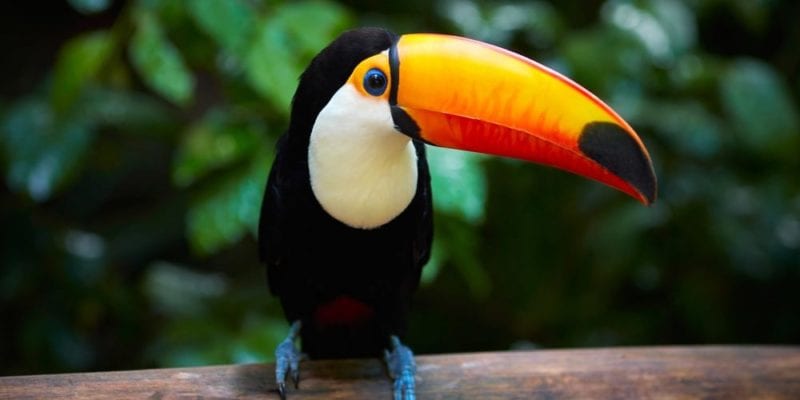 toucan, amazon rainforest birds