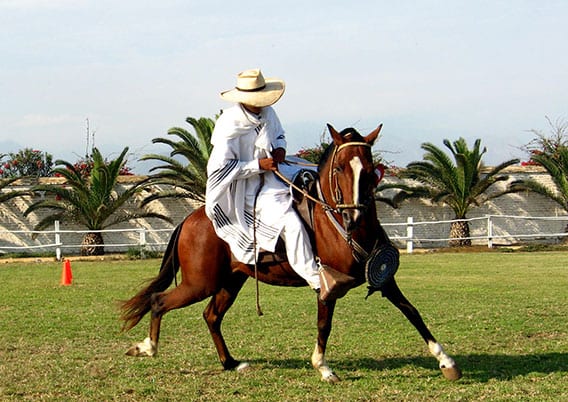 Paso horse peru