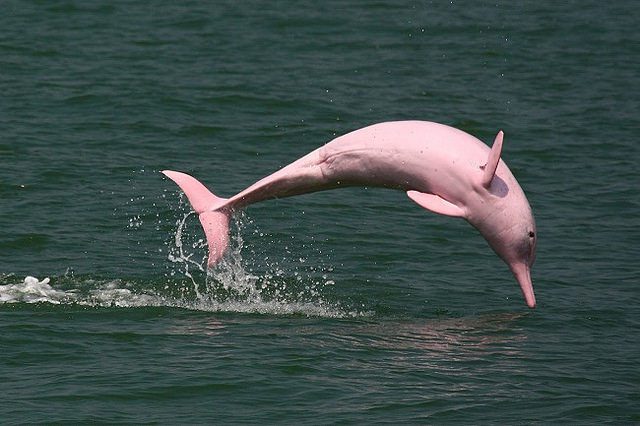 Amazon Pink River Dolphins in Peru