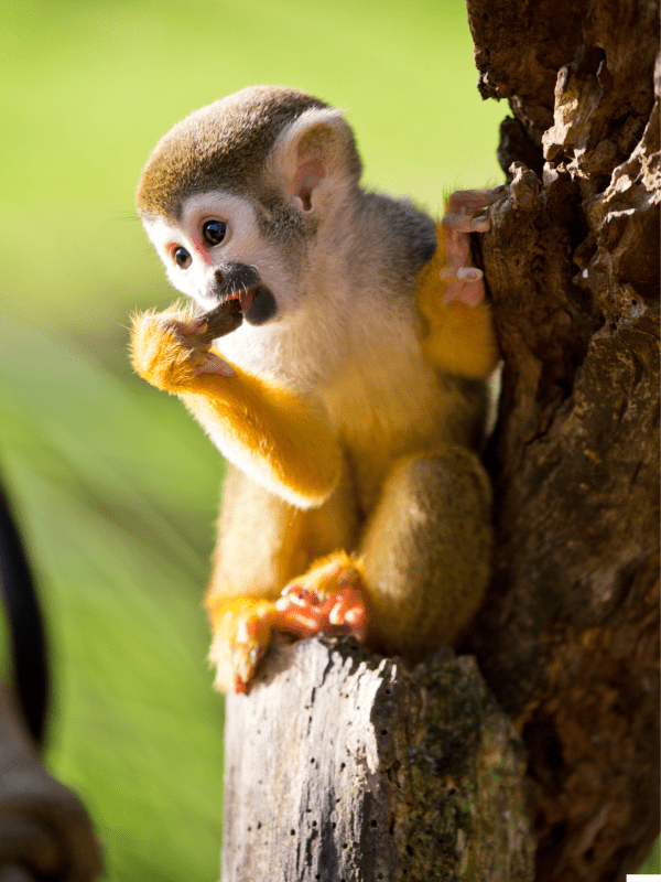 12 Day Amazon Package