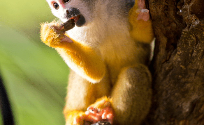 12 Day Amazon Package