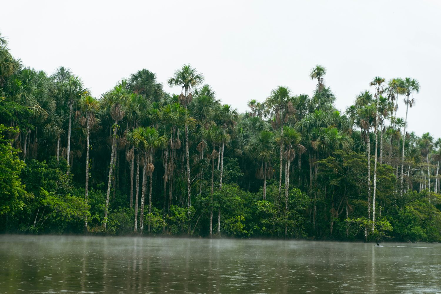 Lake Sandoval Tambopata