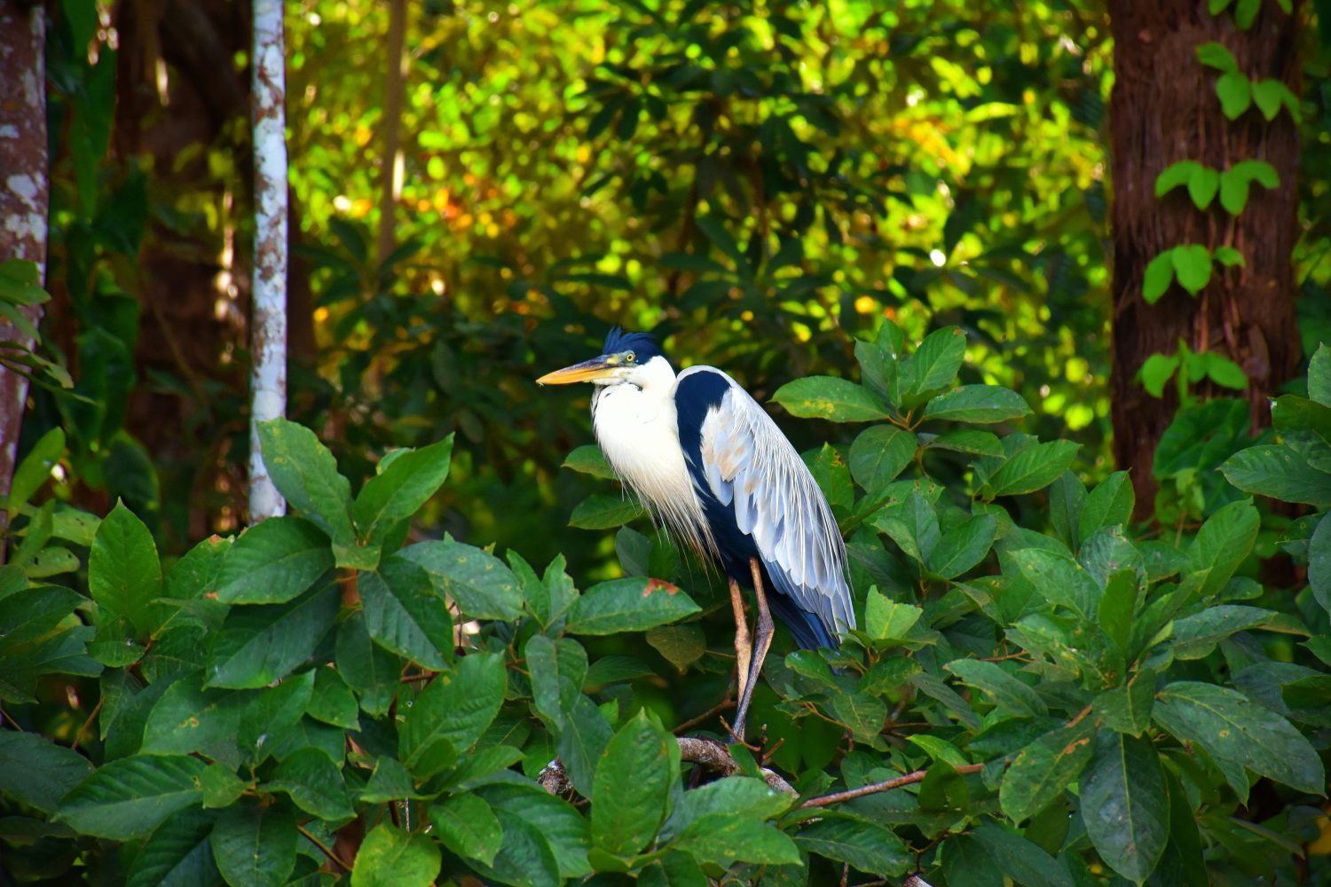 Tambopata Nature Reserve