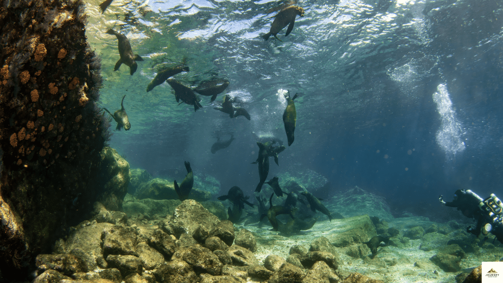  Diving in the Galapagos