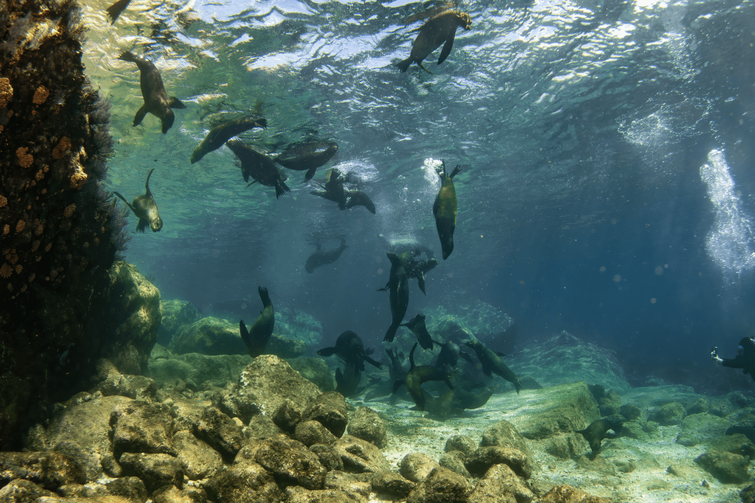 Diving in the Galapagos