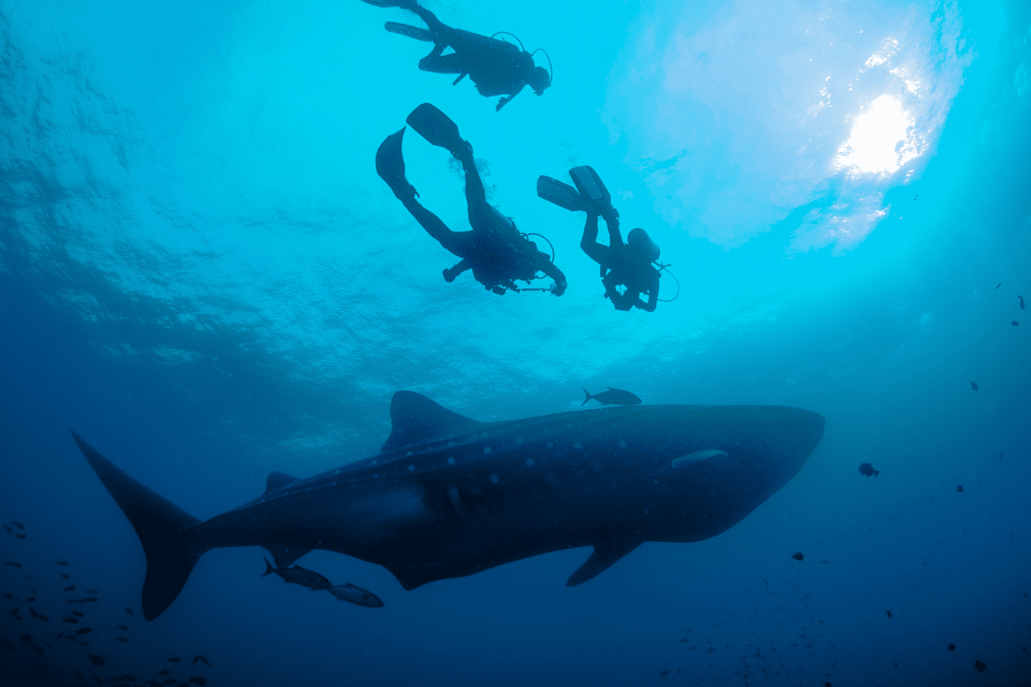 Galapagos 6 day Tour Package